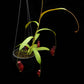 nepenthes x trichocarpa red pitcher plant carnivorous plant sale Singapore side view