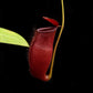 nepenthes x trichocarpa red pitcher plant carnivorous plant sale Singapore pitcher detail