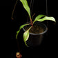 nepenthes globosa pitcher plant carnivorous plant top view