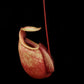nepenthes globosa pitcher plant carnivorous plant pitcher detail