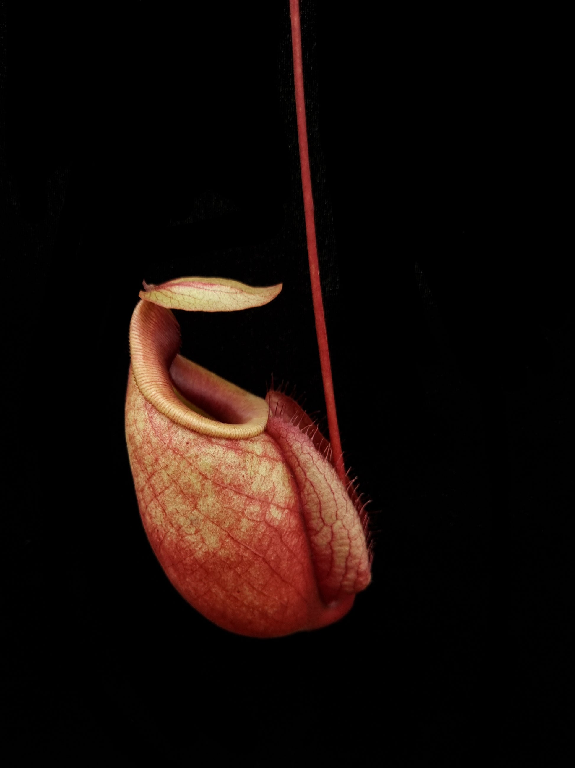 nepenthes globosa pitcher plant carnivorous plant pitcher detail