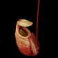 nepenthes globosa pitcher plant carnivorous plant pitcher detail
