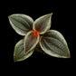 phyllagathis sp west kalimantan sale Singapore potted plant top view