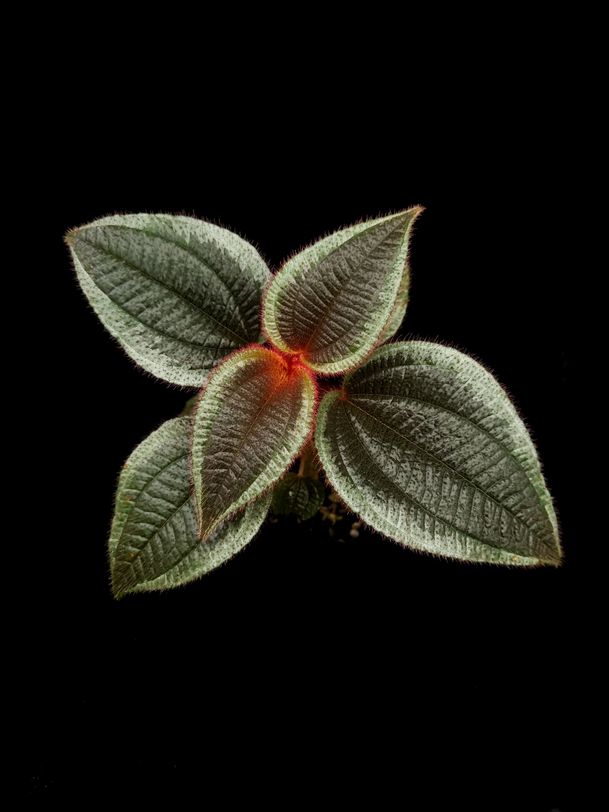 phyllagathis sp west kalimantan sale Singapore potted plant top view