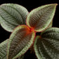 phyllagathis sp west kalimantan sale Singapore potted plant top view