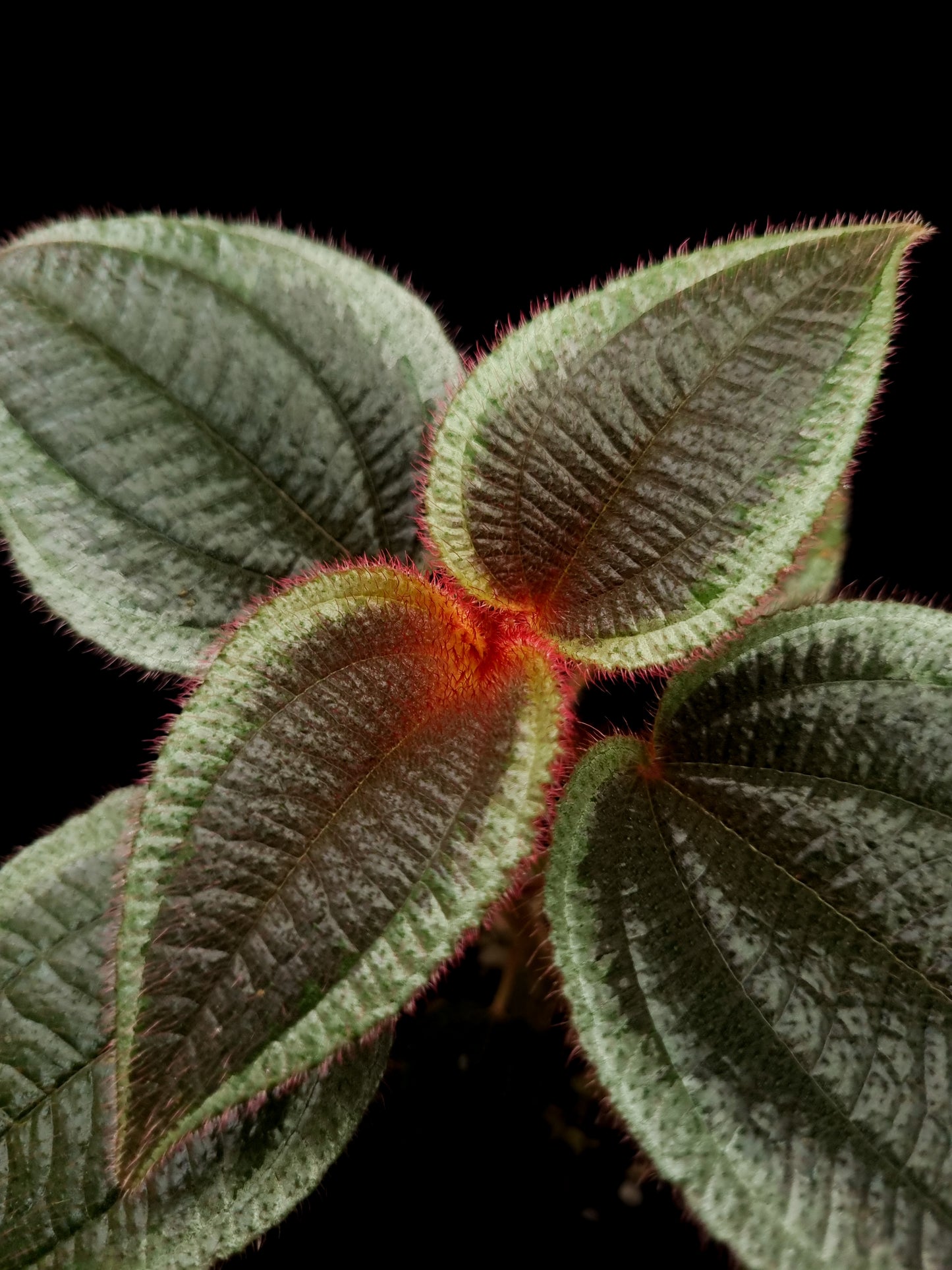 phyllagathis sp west kalimantan sale Singapore potted plant top view