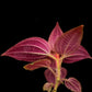 phyllagathis sp west kalimantan sale Singapore potted plant leaf abaxial