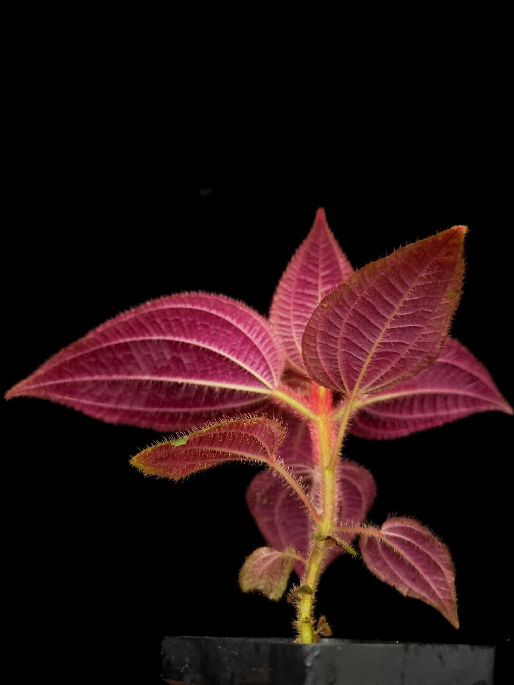 phyllagathis sp west kalimantan sale Singapore potted plant leaf abaxial