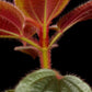 phyllagathis sp west kalimantan sale Singapore potted plant indumentum