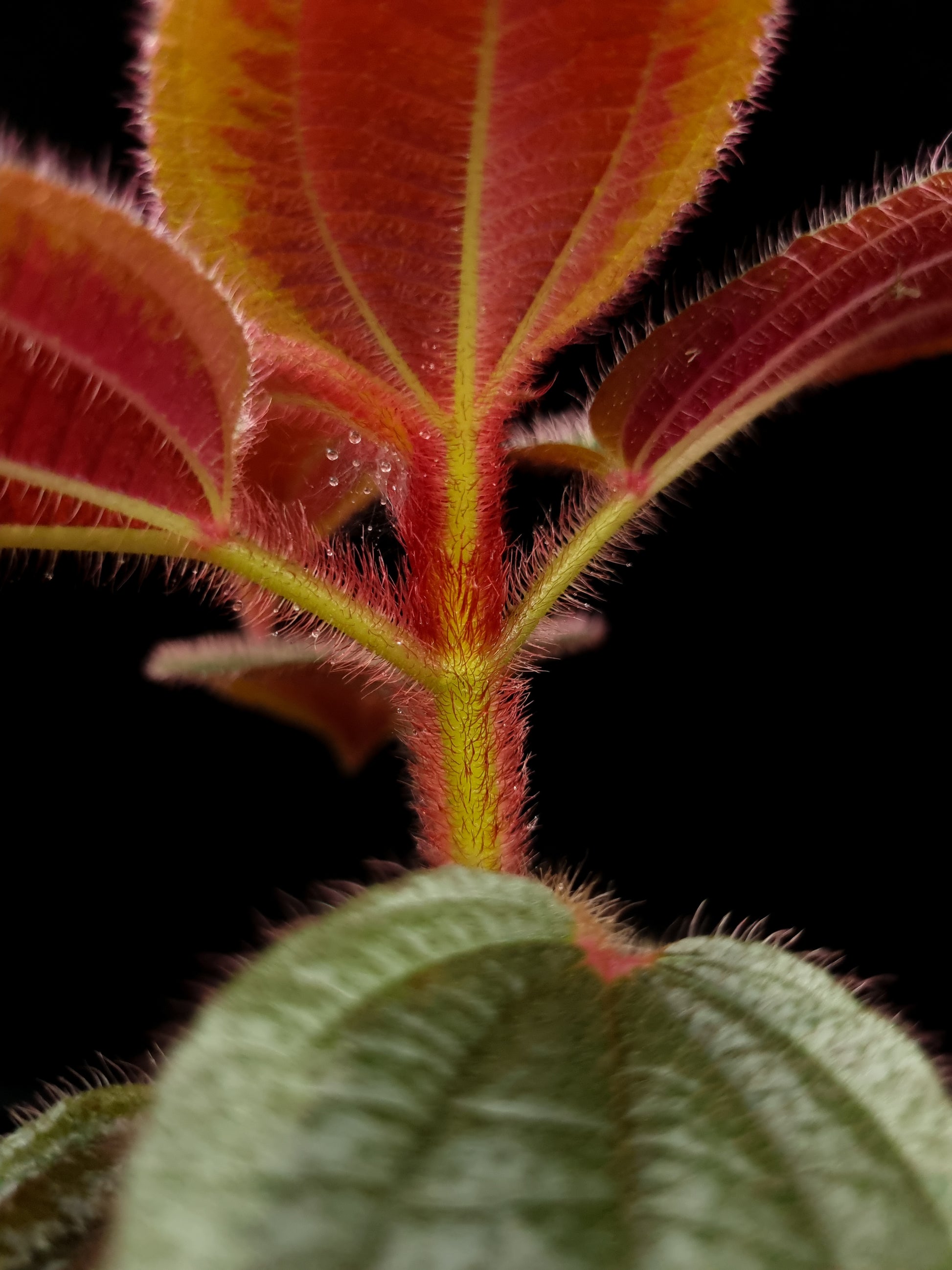 phyllagathis sp west kalimantan sale Singapore potted plant indumentum