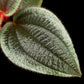 phyllagathis sp west kalimantan sale Singapore potted plant leaf adaxial