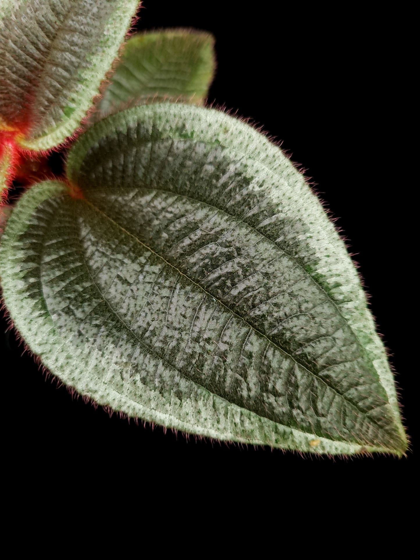 phyllagathis sp west kalimantan sale Singapore potted plant leaf adaxial