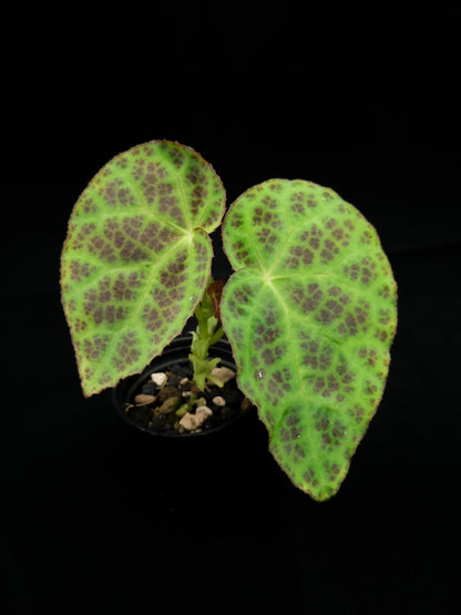 Begonia sp. Kalimantan sale Singapore potted plant front view