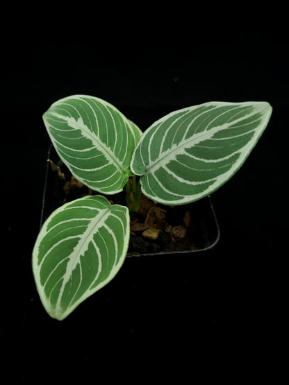 Schismatoglottis pseudohatchii sale Singapore potted plant top view