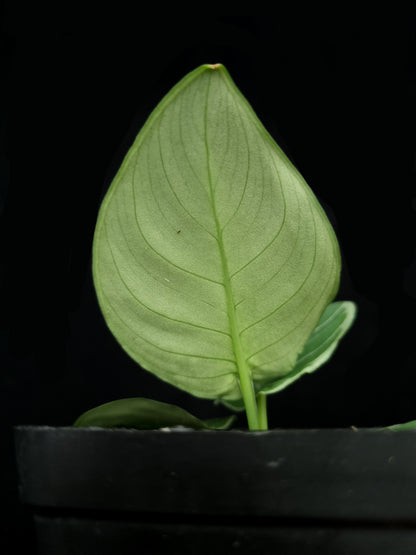 Schismatoglottis pseudohatchii sale Singapore potted plant leaf abaxial