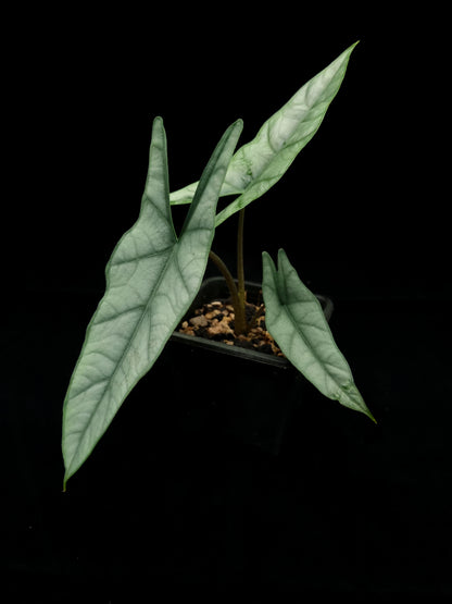 alocasia heterophylla metallic blue sale Singapore potted plant side view