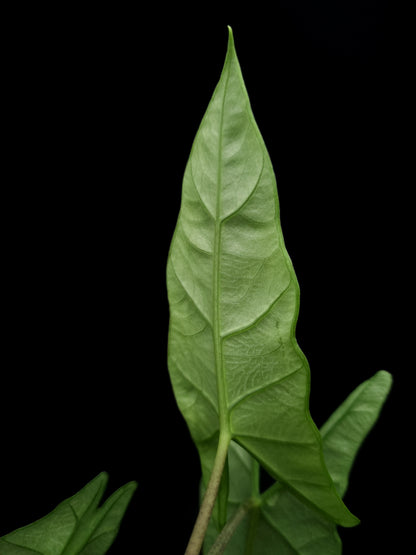alocasia heterophylla metallic blue sale Singapore potted plant leaf abaxial