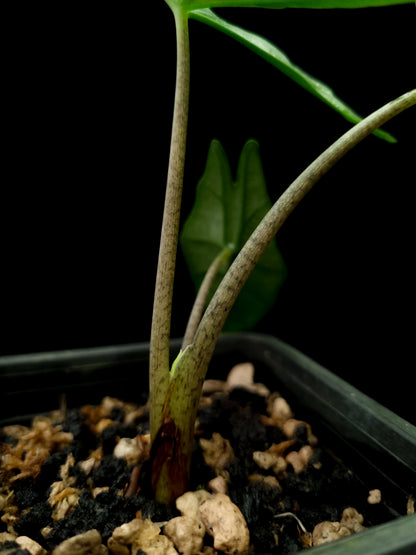 alocasia heterophylla metallic blue sale Singapore potted plant petiole