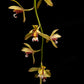 cymbidium finlaysonianum orchid sale Singapore flower detail