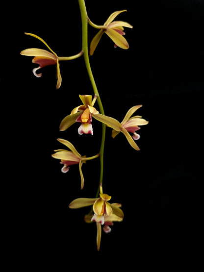 cymbidium finlaysonianum orchid sale Singapore flower detail