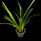 cymbidium finlaysonianum orchid sale Singapore side view