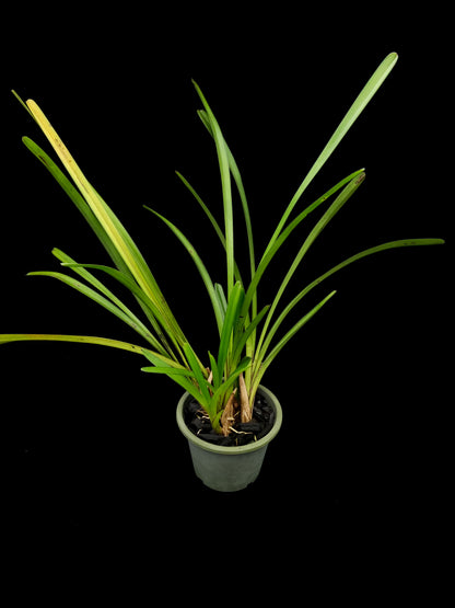 cymbidium finlaysonianum orchid sale Singapore side view