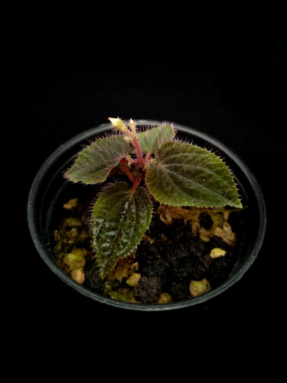 sarcopyramis sp miniature terrarium plant sale Singapore potted plant top view