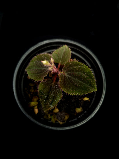 sarcopyramis sp miniature terrarium plant sale Singapore potted plant top view