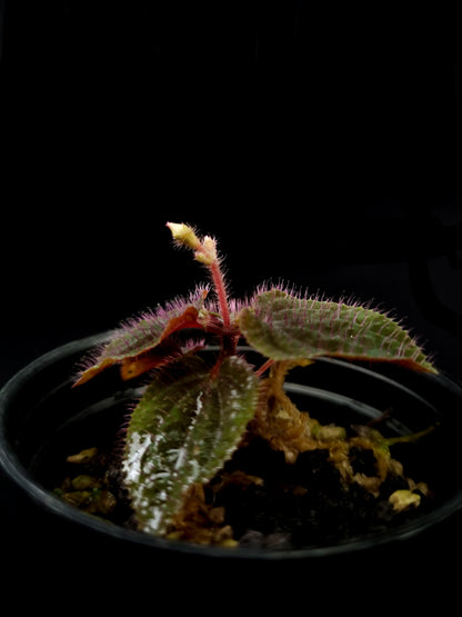 sarcopyramis sp miniature terrarium plant sale Singapore potted plant side view