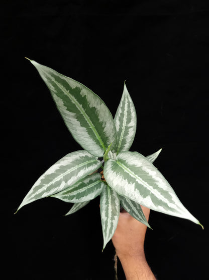 schismatoglottis hainanensis potted indoor houseplant sale Singapore 
