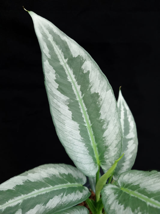 schismatoglottis hainanensis potted indoor houseplant sale Singapore 