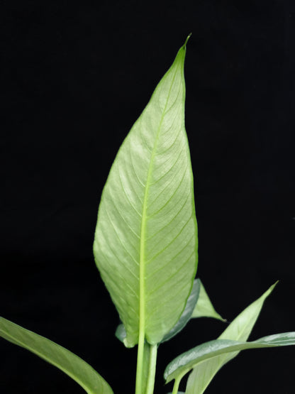 schismatoglottis hainanensis potted indoor houseplant sale Singapore 