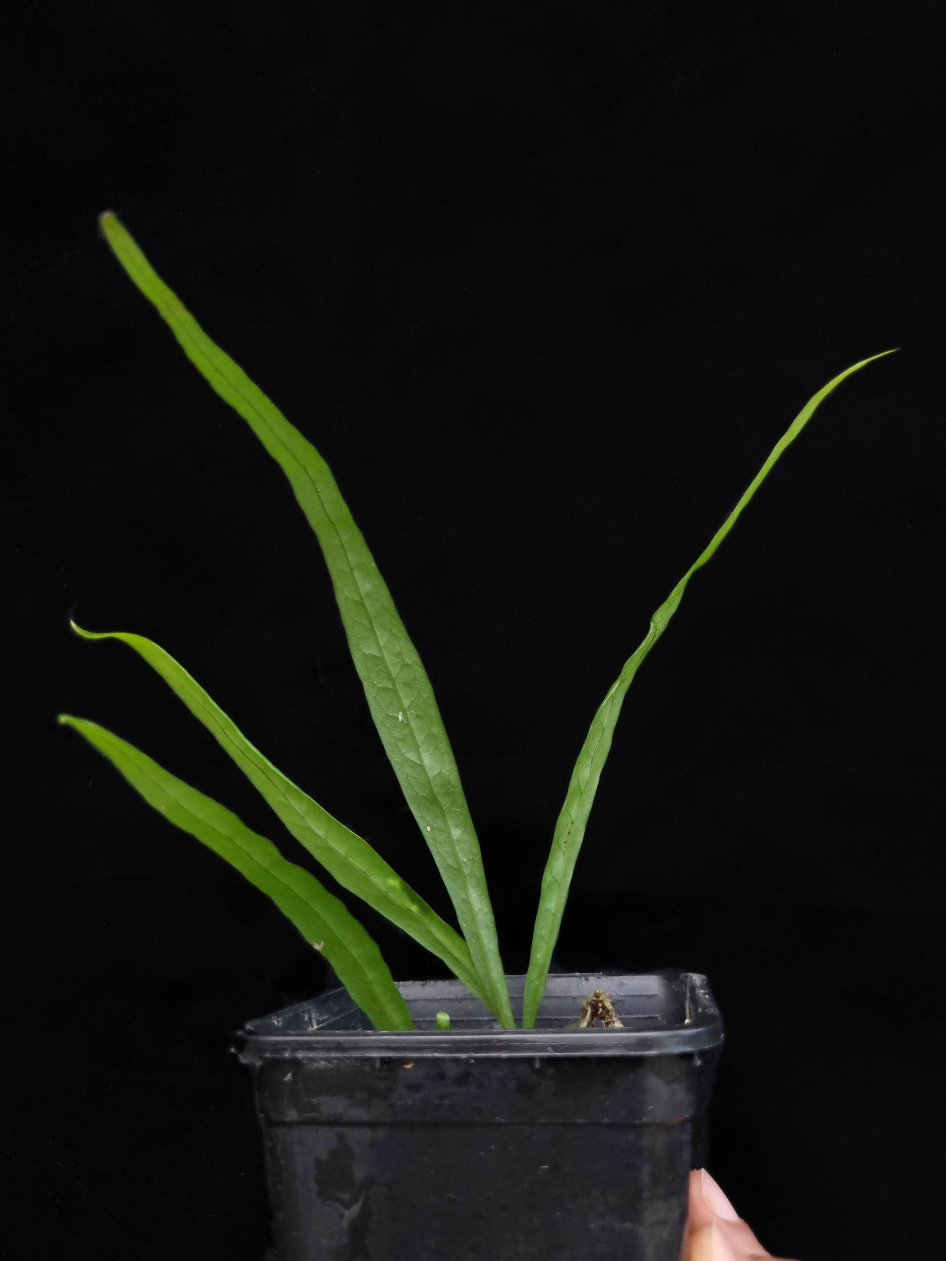 fern sp. Philippines sale Singapore potted plant indoor houseplant