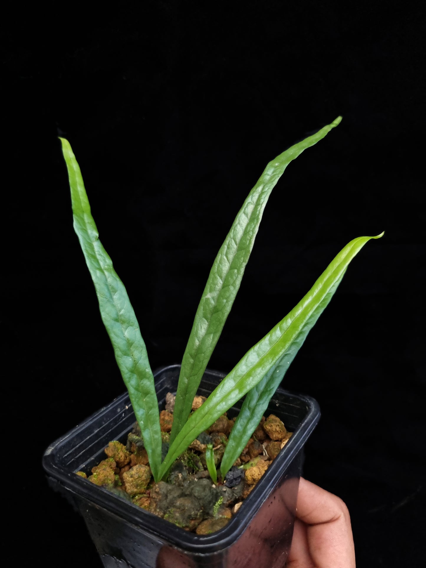 fern sp. Philippines sale Singapore potted plant indoor houseplant