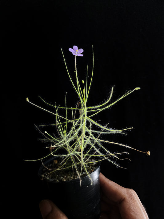 byblis liniflora rainbow plant carnivorous plant sale Singapore potted plant