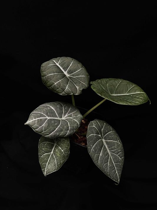 Alocasia dragon moon hybrid sale Singapore potted plant indoor