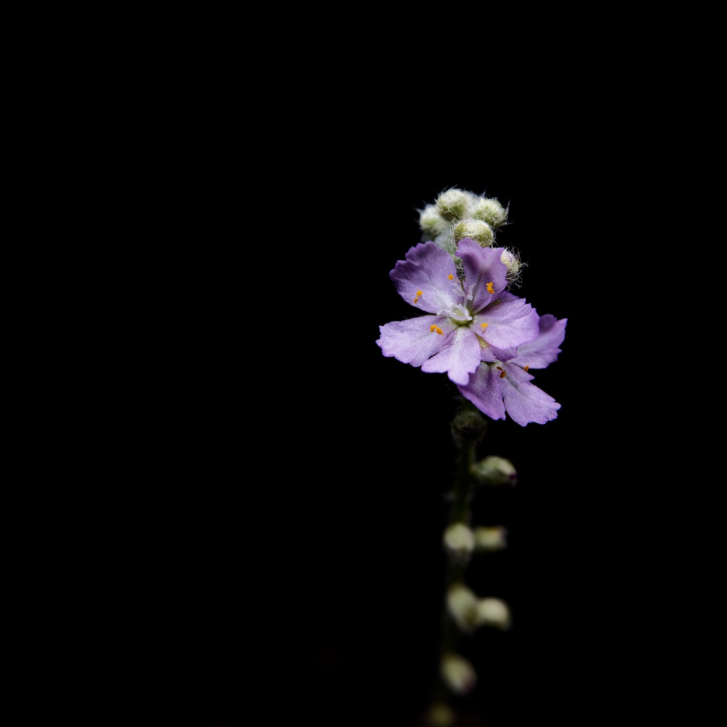 drosera paradoxa sundew plant sale Singapore flower detail
