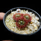 drosera badgerupii pygmy sundew carnivorous plant sale Singapore potted plant top view