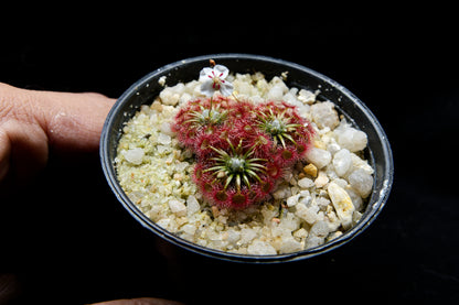 drosera badgerupii pygmy sundew carnivorous plant sale Singapore potted plant top view