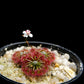 drosera badgerupii pygmy sundew carnivorous plant sale Singapore potted plant side view flower