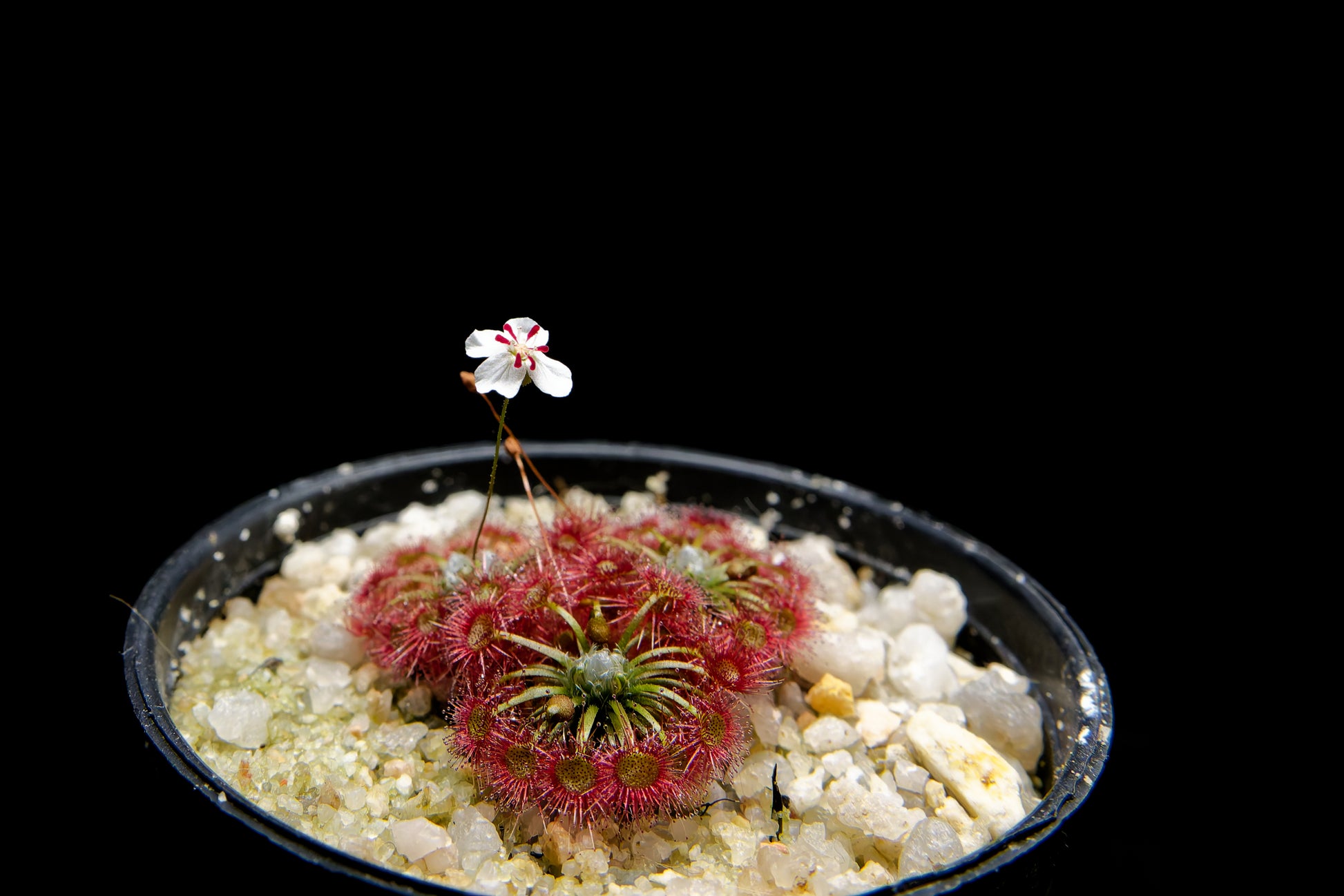 drosera badgerupii pygmy sundew carnivorous plant sale Singapore potted plant side view flower