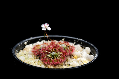 drosera badgerupii pygmy sundew carnivorous plant sale Singapore potted plant side view flower 2