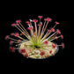 drosera paradoxa sundew plant sale Singapore side view