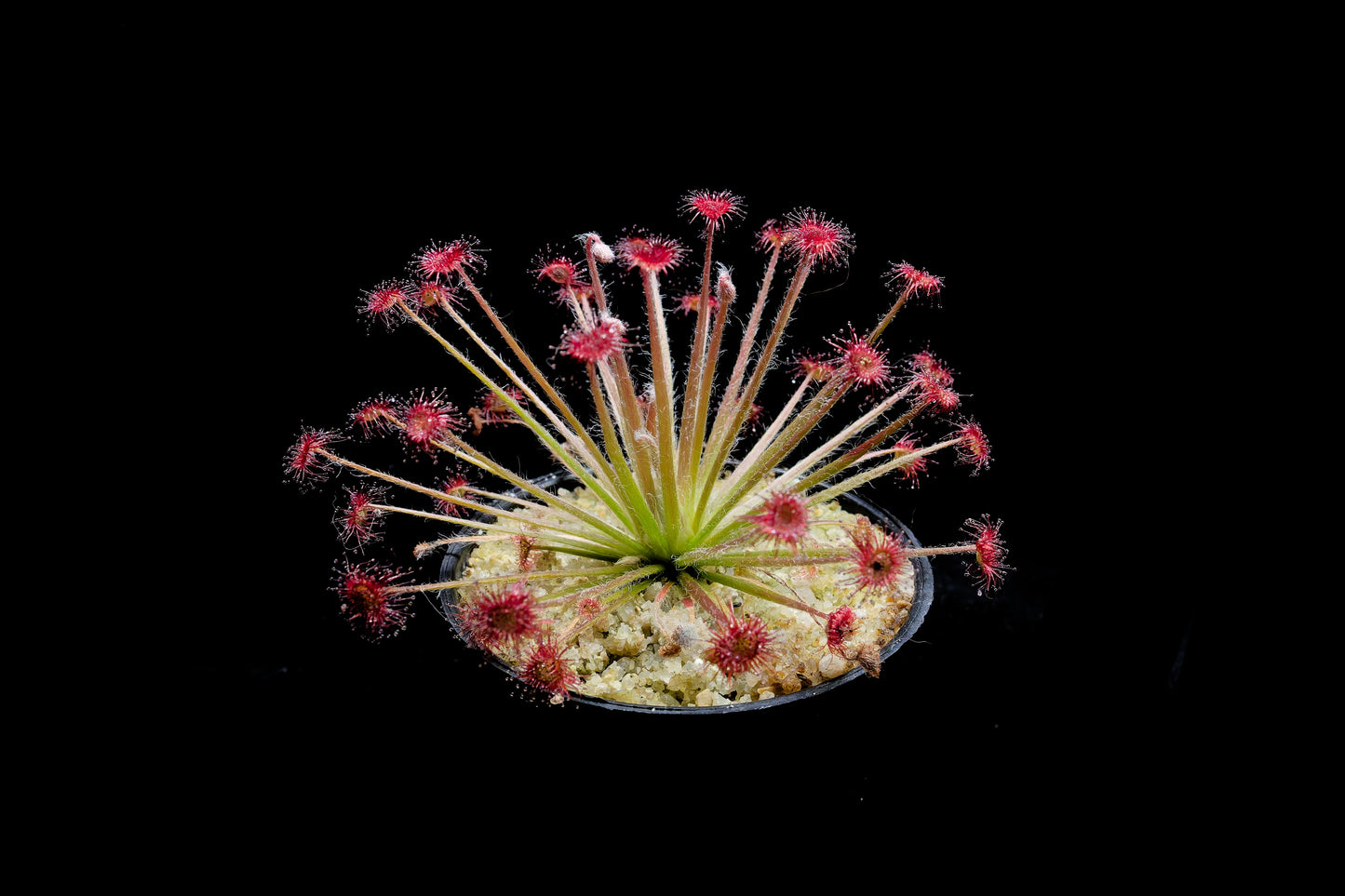drosera paradoxa sundew plant sale Singapore side view