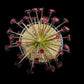 drosera paradoxa sundew plant sale Singapore top view
