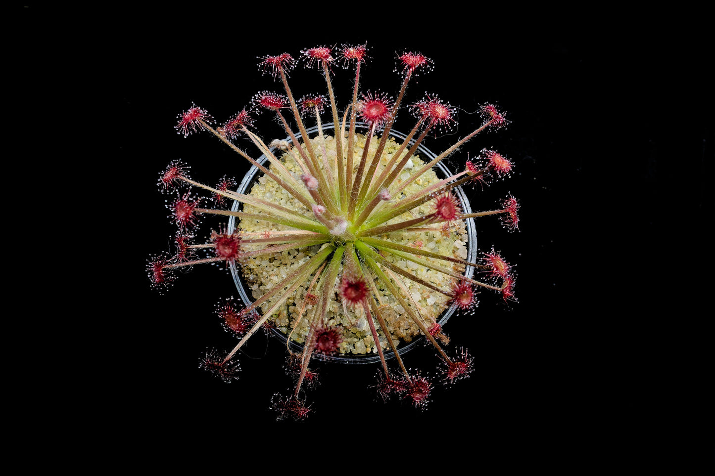 drosera paradoxa sundew plant sale Singapore top view