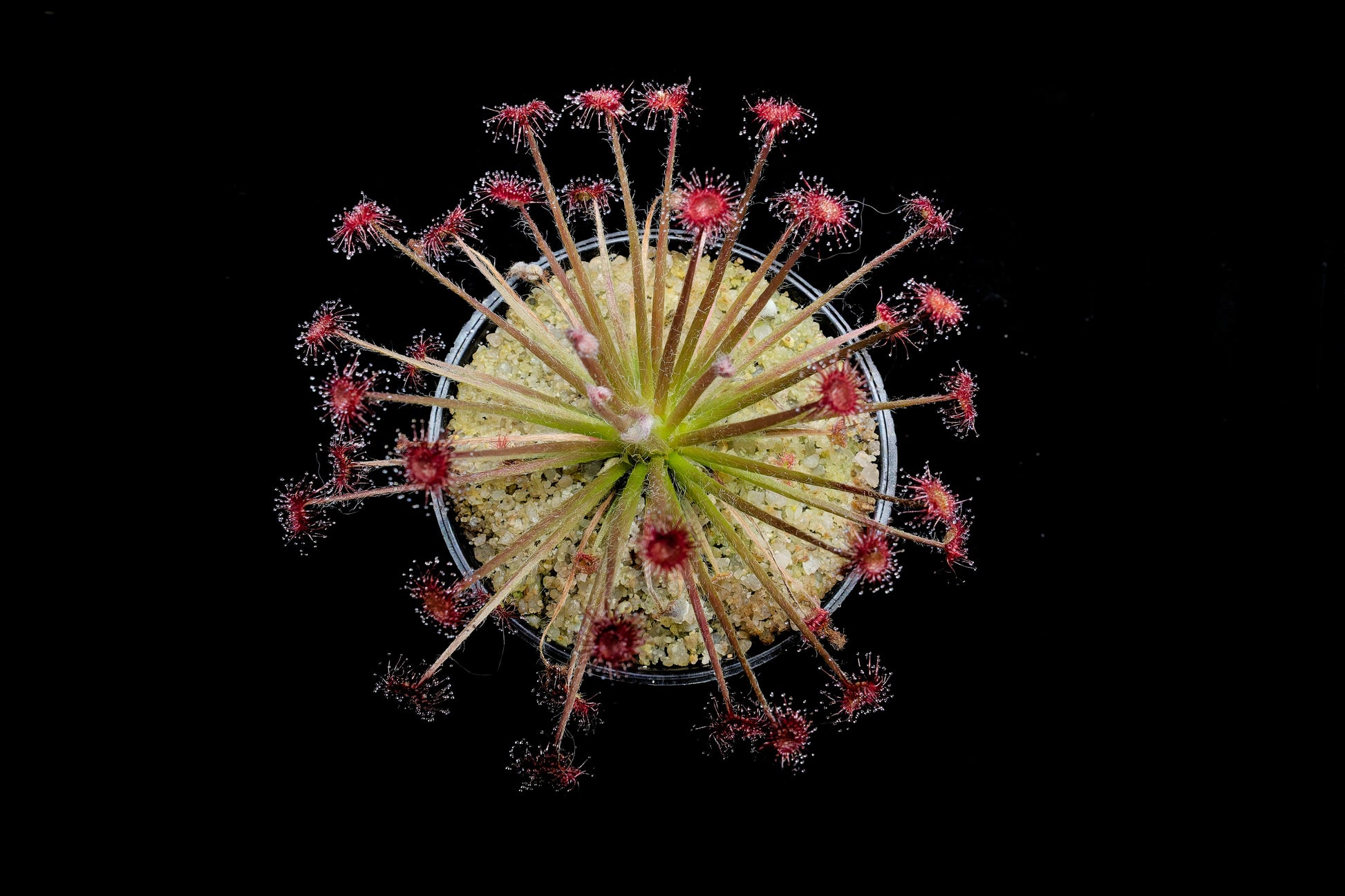 drosera paradoxa sundew plant sale Singapore top view