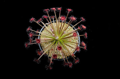 drosera paradoxa sundew plant sale Singapore top view