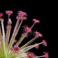drosera paradoxa sundew plant sale Singapore leaf detail