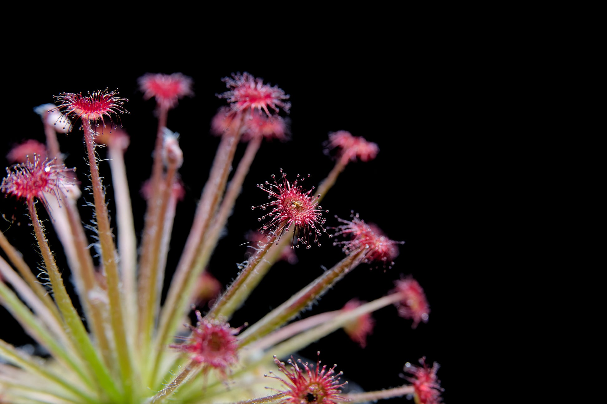 drosera paradoxa sundew plant sale Singapore leaf detail